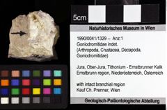 Foto (Objket + Etiketten) von Goniodromitidae indet. 